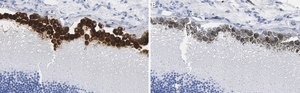 Anti-RPE65 Antibody, clone 2F8 ZooMAb® Rabbit Monoclonal recombinant, expressed in HEK 293 cells