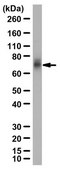 Anti-RNF168 Antibody from rabbit, purified by affinity chromatography