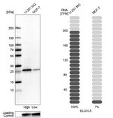 Anti-ELOVL5 antibody produced in rabbit Prestige Antibodies® Powered by Atlas Antibodies, affinity isolated antibody, buffered aqueous glycerol solution