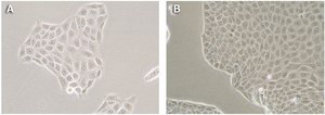 MDCKII canine MDR1 KO, human MDR1 Expressing Cells