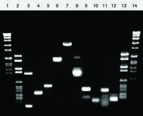 TitanワンチューブRT-PCRシステム sufficient for 100 reactions, kit of 1 (4 components), suitable for RT-PCR, hotstart: no