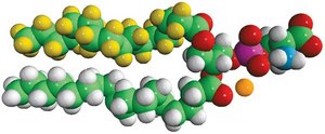 16:0-d31-18:1 PS Avanti Research™ - A Croda Brand 860403C