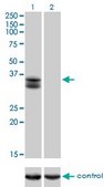 Monoclonal Anti-SIX2 antibody produced in mouse clone 3D7, purified immunoglobulin, buffered aqueous solution