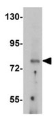 Anti-UHRF1BP1 Antibody from rabbit, purified by affinity chromatography