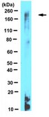 Anti-Nalcn Antibody, clone N185/7 clone N185/7, from mouse