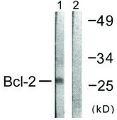 Anti-BCL-2 antibody produced in rabbit affinity isolated antibody