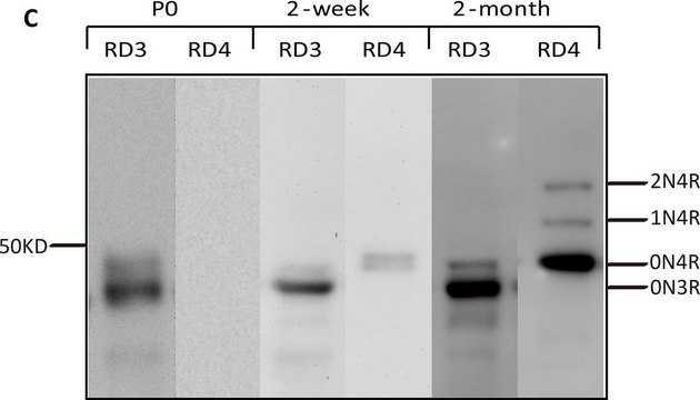Anticuerpo anti-Tau (isoforma de 3 repeticiones RD3), clon 8E6/C11 culture supernatant, clone 8E6/C11, Upstate&#174;