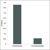 Anti-phospho-Lck (pTyr393) antibody produced in rabbit affinity isolated antibody