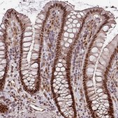 Anti-POLD1 antibody produced in rabbit Prestige Antibodies® Powered by Atlas Antibodies, affinity isolated antibody, buffered aqueous glycerol solution