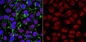 Anti-SKP1 Antibody, clone 3F3.1 clone 3F3.1, from mouse