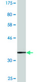 Monoclonal Anti-MARCH3 antibody produced in mouse clone 1F6, purified immunoglobulin, buffered aqueous solution