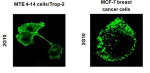 Anti-Trop2, clone 2G10, Azide Free Antibody clone 2G10, from mouse