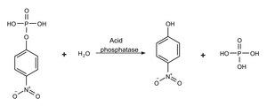 Acid phosphatase Assay Kit 1 kit sufficient for 1,000 assays (multiwell plates), 1 kit sufficient for 100 assays (tubes)