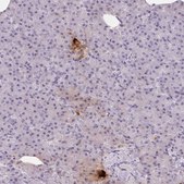 Anti-PPY antibody produced in rabbit Prestige Antibodies® Powered by Atlas Antibodies, affinity isolated antibody, buffered aqueous glycerol solution