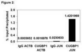 RIPAb+ CUGBP1 - RIP Validated Antibody and Primer Set