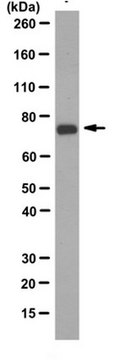 Anti-GRP-78 Antibody, clone C107 clone C107, from mouse