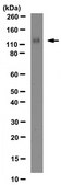 Anti-Integrin α1 Antibody, clone FB12 clone FB12, Chemicon®, from mouse