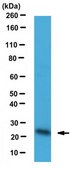Anti-Peroxiredoxin-2 Antibody serum, from rabbit