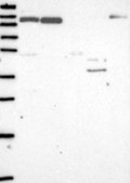 Anti-IL16 antibody produced in rabbit Prestige Antibodies® Powered by Atlas Antibodies, affinity isolated antibody, buffered aqueous glycerol solution