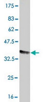 Anti-FCGR2A Mouse mAb (3E8) liquid, clone 3E8, Calbiochem&#174;