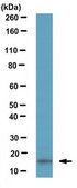 Anti-LC3B Antibody serum, from rabbit