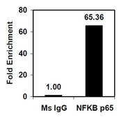Magna ChIP® A/G Chromatin Immunoprecipitation Kit Single day chromatin immunoprecipitation (ChIP) kit containing all necessary reagents to perform 22 individual chromatin immunoprecipitation (ChIP) reactions using magnetic A/G beads.