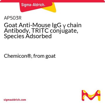 Goat Anti-Mouse IgG &#947; chain Antibody, TRITC conjugate, Species Adsorbed Chemicon&#174;, from goat