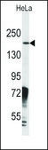 Anti-JMJD3 (N-term) antibody produced in rabbit IgG fraction of antiserum, buffered aqueous solution