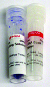 Lambda DNA EcoR I Hind III Digest for DNA electrophoresis
