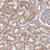 Anti-EDEM2 antibody produced in rabbit Prestige Antibodies® Powered by Atlas Antibodies, affinity isolated antibody, buffered aqueous glycerol solution
