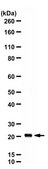 Anti-Peroxiredoxin 1 from rabbit, purified by affinity chromatography