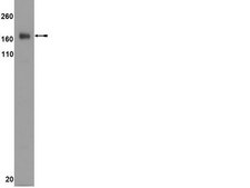 Anti-IRS1 Antibody, clone 4.2.2 clone 4.2.2, from mouse