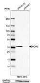 Anti-MDH2 antibody produced in rabbit Prestige Antibodies® Powered by Atlas Antibodies, affinity isolated antibody, buffered aqueous glycerol solution