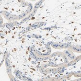 Anti-FCGRT antibody produced in rabbit Prestige Antibodies® Powered by Atlas Antibodies, affinity isolated antibody, buffered aqueous glycerol solution