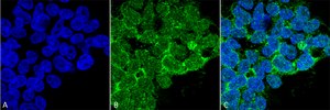 Monoclonal Anti-PP5-Atto 390 antibody produced in mouse clone 12F7