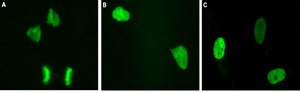 LentiBrite Histone H2B-GFP Lentiviral Biosensor
