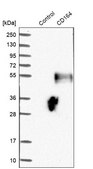 Anti-CD164 antibody produced in rabbit Prestige Antibodies® Powered by Atlas Antibodies, affinity isolated antibody, buffered aqueous glycerol solution