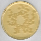 Agar de triptona y soja - Medios de cultivo deshidratados NutriSelect® Plus, powder, suitable for microbiology