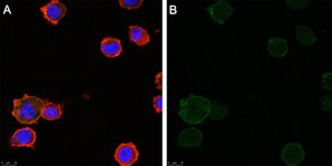 Anti-TNFα Antibody, clone 3B20 ZooMAb® Rabbit Monoclonal recombinant, expressed in HEK 293 cells