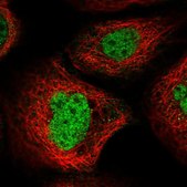 Anti-FBXO33 antibody produced in rabbit Prestige Antibodies® Powered by Atlas Antibodies, affinity isolated antibody, buffered aqueous glycerol solution