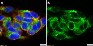Anti-GATA4 Antibody, clone 1K15 ZooMAb® Rabbit Monoclonal recombinant, expressed in HEK 293 cells