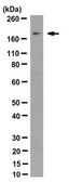 Anti-BRG1/BAF190A Antibody, clone 5B7 clone 5B7, from rat