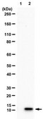 Anti-Histone H4 (citrulline 3) Antibody Upstate®, from rabbit