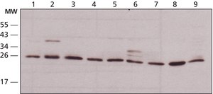 抗HMGB1 (HMG1) (C-末端) ウサギ宿主抗体 affinity isolated antibody, buffered aqueous solution