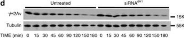 Anticuerpo anti-tubulina beta, clon KMX-1 clone KMX-1, Chemicon&#174;, from mouse
