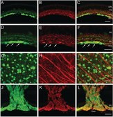 Anti-Neurofilament L Antibody serum, Chemicon®
