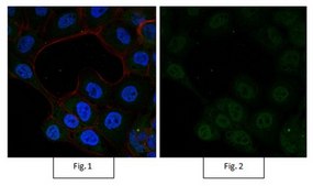Anti-Ubiquitin, Lys48-Specific, clone Apu2, Alexa Fluor™ 488 conjugate clone Apu2, from rabbit, ALEXA FLUOR™ 488