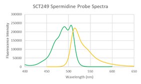 BioTracker™ Spermidine Polyamine Green Fluorescent Live Cell Probe