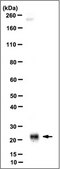 Anti-Ferritin Heavy Chain Antibody, clone 1-2.3.1.2 clone 1-2.3.1.2, from mouse