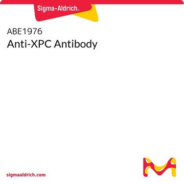 Anti-XPC Antibody